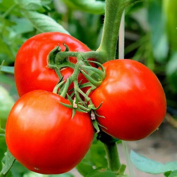 Tomato Bloody Butcher Premier Seeds Direct