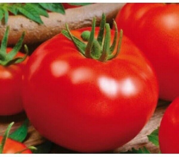 VEGETABLES TOMATO CAMPBELL 33