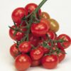 Tomato - Christmas Grape