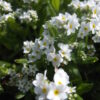 Forget Me Not Myosotis Sylvatica White new