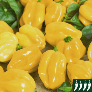 Hot Chilli Pepper Habanero Limon