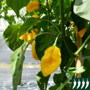 Hot Chilli Pepper Habanero Limon