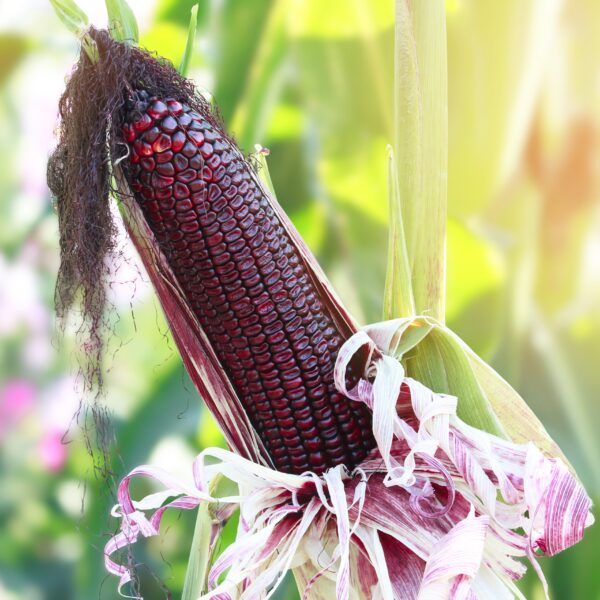 Sweetcorn - Bloody Butcher - Image 3