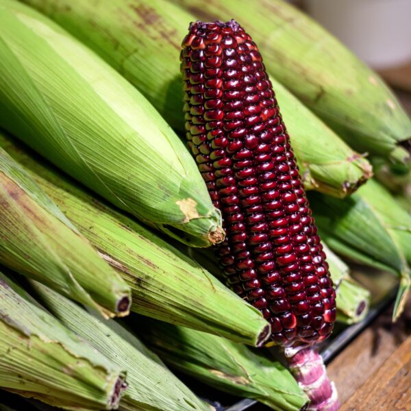 Sweetcorn - Bloody Butcher - Image 4