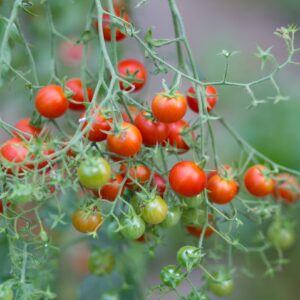 Christmas Grape tomatoes growing on the vine in various stages of ripeness from green to orange to yellow
