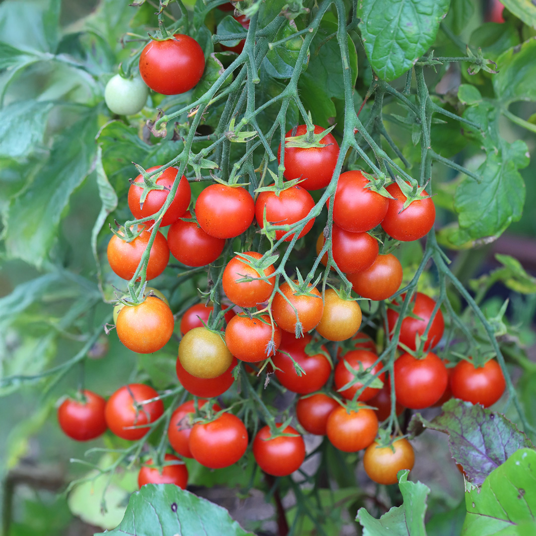 Christmas Grape tomatoes growing on the vine in various stages of ripeness from green to orange to yellow