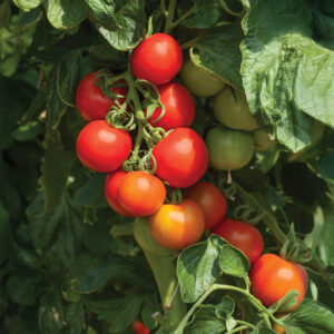 Tomato Cocktail Crush F1