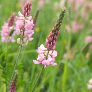 Sainfoin (Onobrychis vicifolia)