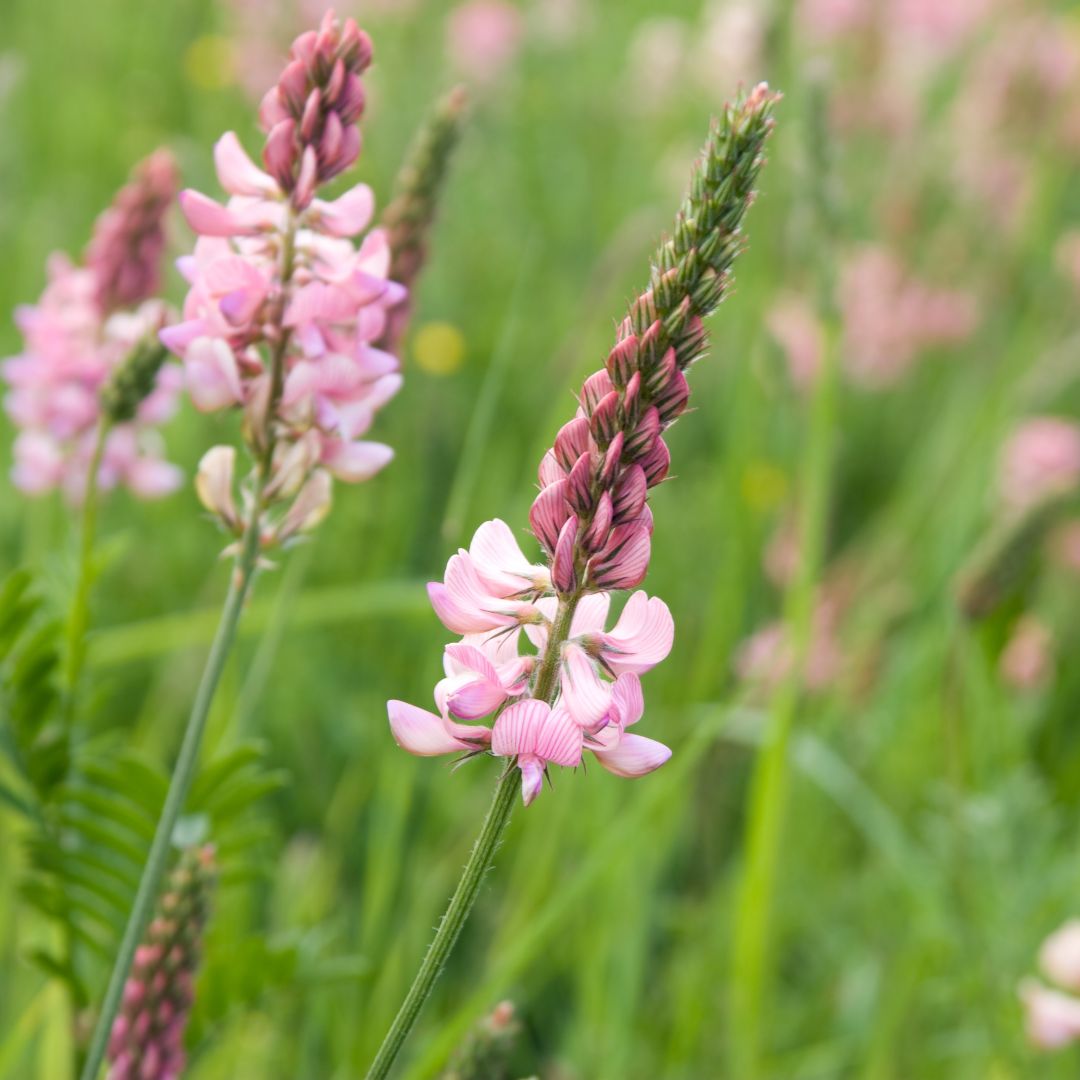 Sainfoin (Onobrychis vicifolia)