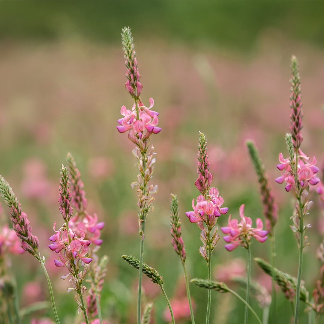 Sainfoin (Onobrychis vicifolia) - Image 2