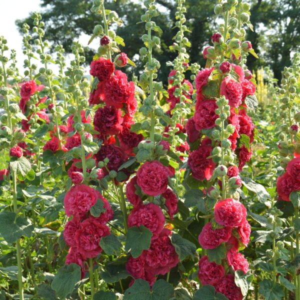 Hollyhock Chaters Scarlet Red - Image 2