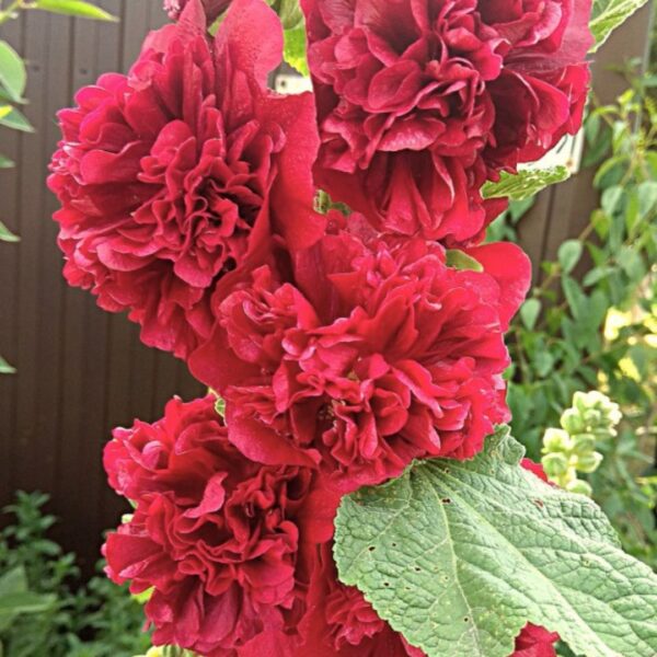 Hollyhock Chaters Scarlet Red - Image 3