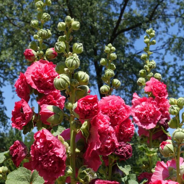 Hollyhock Chaters Scarlet Red