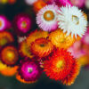 Helichrysum Straw Flower - Swiss Giant Mix