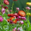 Helichrysum Straw Flower - Swiss Giant Mix - Image 2