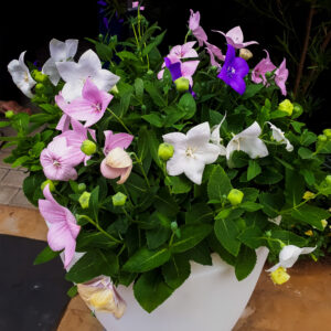 Platycodon Balloon Flower Mix