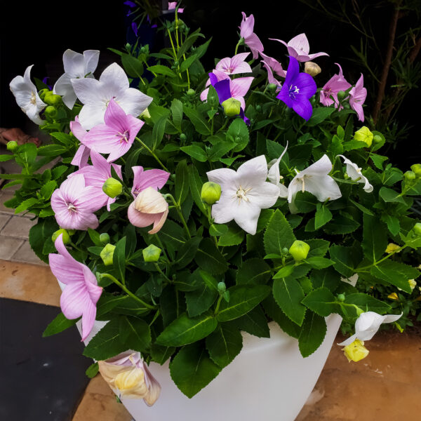 Platycodon Balloon Flower Mix