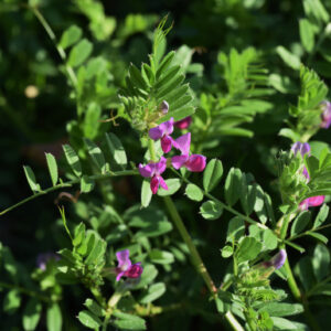 Organic Green Manure Tares Seed
