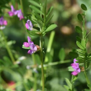 Pretty pink Winter Tares flowers being grown as Green Manure in a field