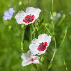 Linum Grandiflorum 'Bright Eyes'