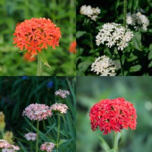 A mix of Lychnis Chalcedonica flowers in red, pink, and white