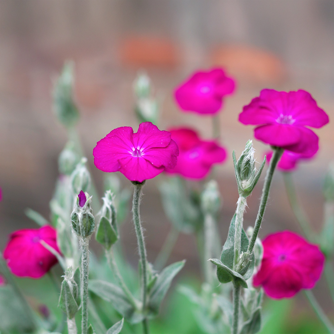 A close up image of Red Carmine Rose Campion Lychnis flowers in deep magenta pink with blurred background