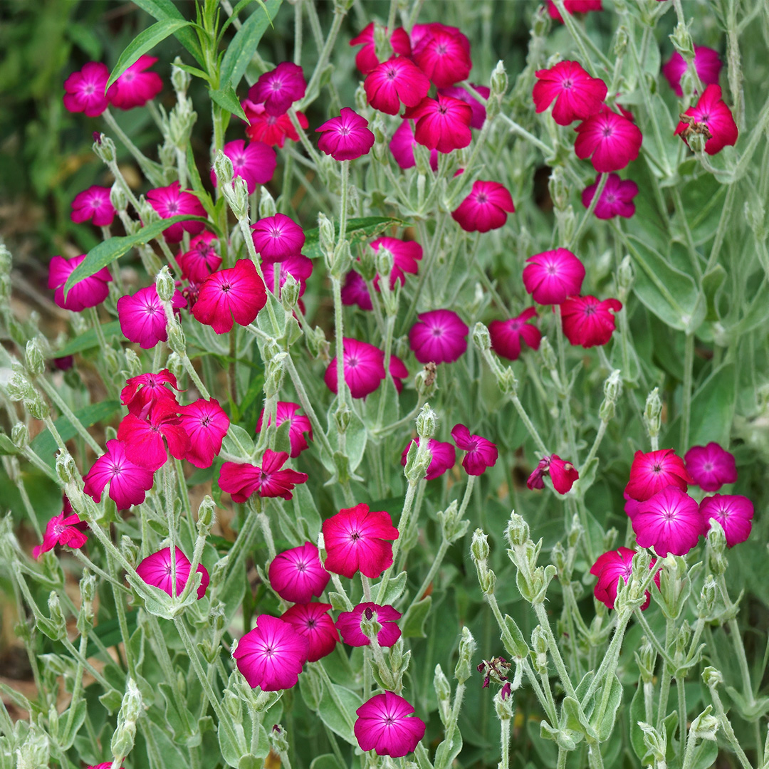 Lychnis coronaria Carmine Red (Rose Campion) - Image 2