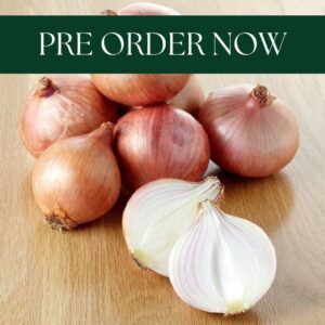 Onion Sets - Rosanna