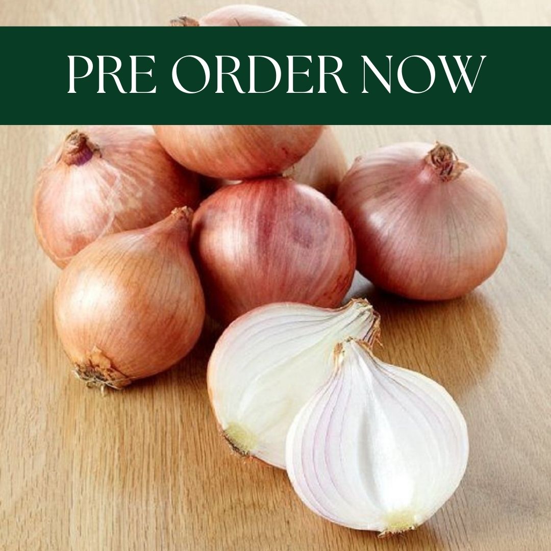 Onion Sets - Rosanna