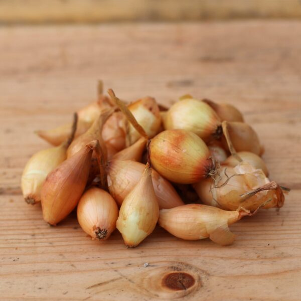 Onion Sets Sturon - Image 2