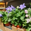 Platycodon Balloon Flower Mix - Image 2