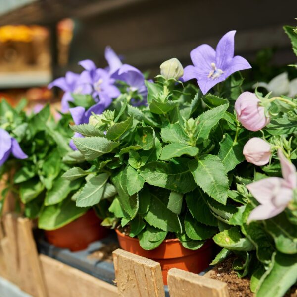 Platycodon Balloon Flower Mix - Image 2