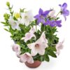 Platycodon Balloon Flower Mix - Image 4