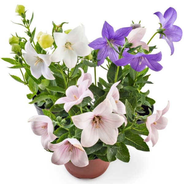 Platycodon Balloon Flower Mix - Image 4