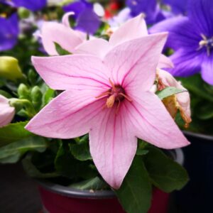 Platycodon Balloon Flower Mix