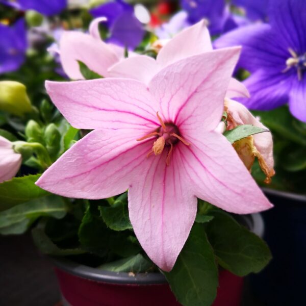 Platycodon Balloon Flower Mix - Image 3