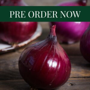 Onion Sets - Red Baron