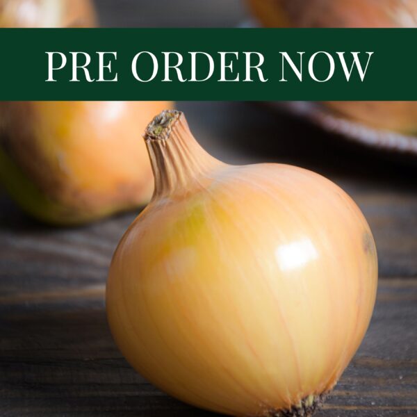 Onion Sets Sturon