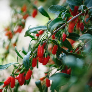 Ripe red goji berries growing on the plant with green leaves