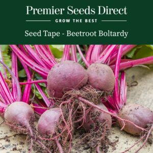 Freshly harvested Beetroot Boltardy with deep red beets and leafy tops