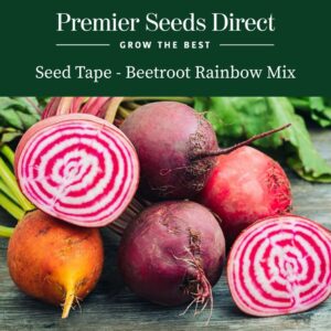 A mix of freshly harvested rainbow coloured beetroots in red, gold, and pink and white striped.