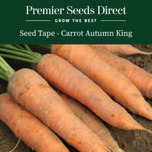 Freshly harvested Autumn King Carrots
