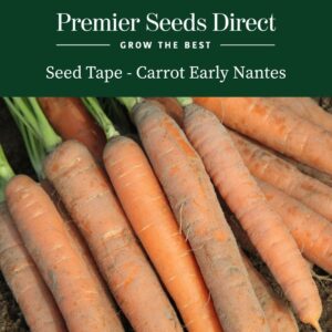 Freshly harvested Early Nantes Carrots