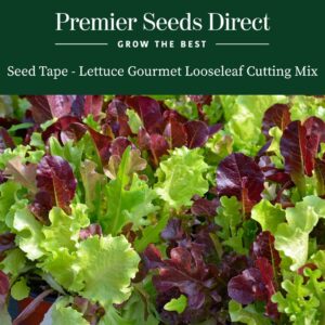 Gourmet Looseleaf Lettuce mix in with green and red leaves of different shapes and textures.