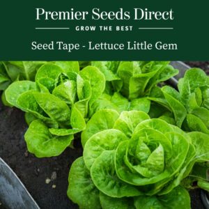 Little Gem Lettuces growing in a vegetable bed with vibrant green leaves