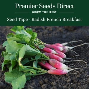 Freshly harvested French Breakfast radishes with long white-tipped red roots and green leafy tops