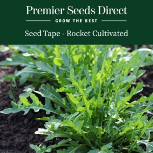 Cultivated rocket growing in the garden with green leaves in the sunshine