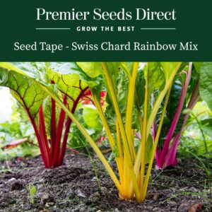 A mix of rainbow Swiss chard in yellow, red, and purple with green leaves in the soil.