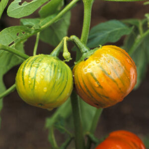 Turkish Orange Aubergine Eggplant growing on the plant with leafy green foliage