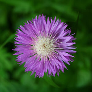 A close up image of a Dealbata cornflower with pale cream white centre and pink magenta petals on a blurry green background